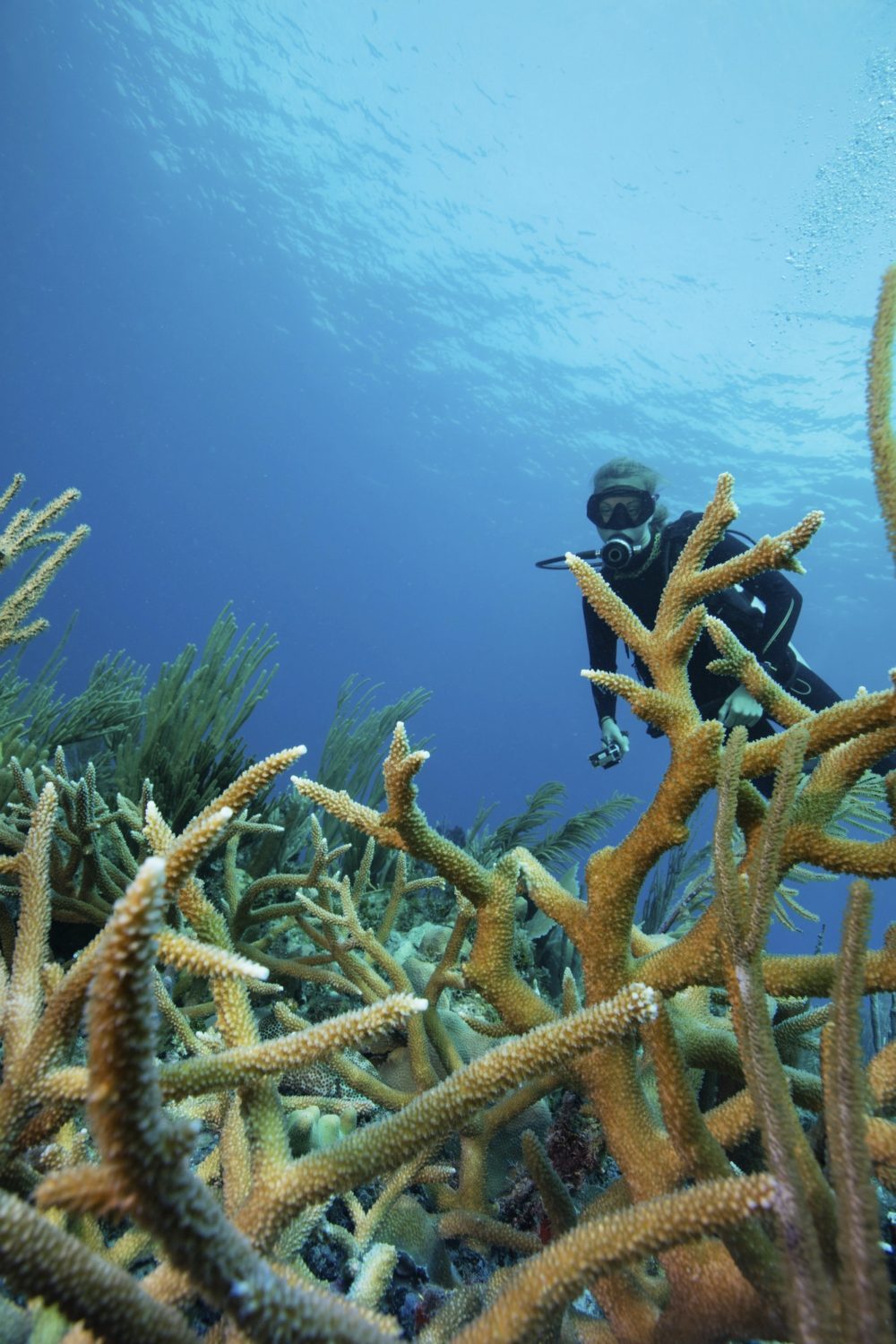reef-scene-with-scuba-diver-and-staghorn-coral-e1634535828132.jpg